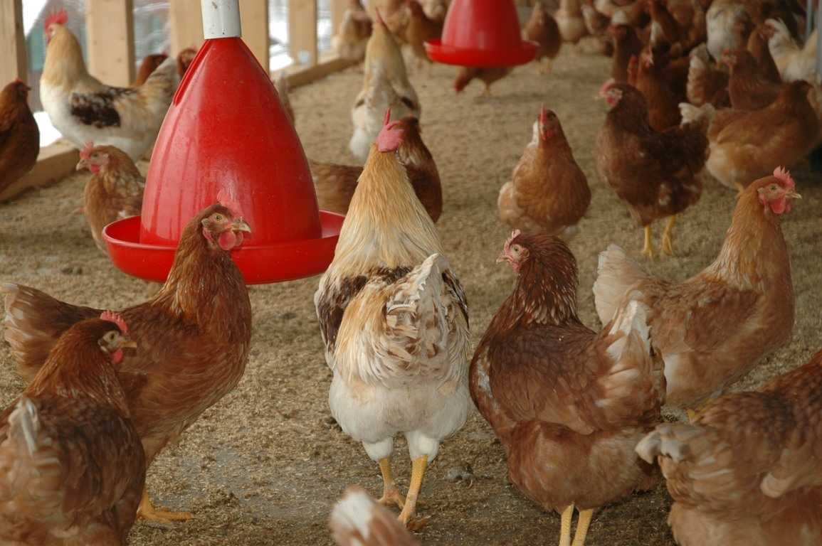 Ruban Poultry Farm