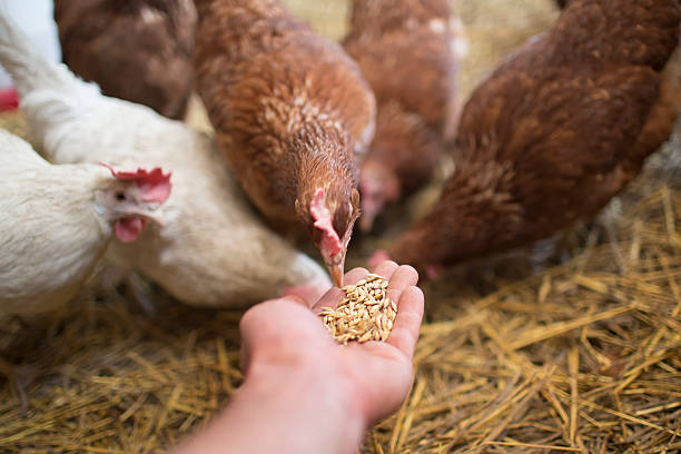 Customized Poultry Feed